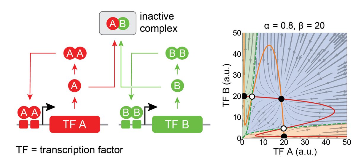 MultiFate is a naturally-inspired design in which transcription factors homodimerize to positively autoregulate their own expression, and heterodimerize to cross-inhibit each other. Here’s a simple example, in which 2 transcription factors generate tristability.