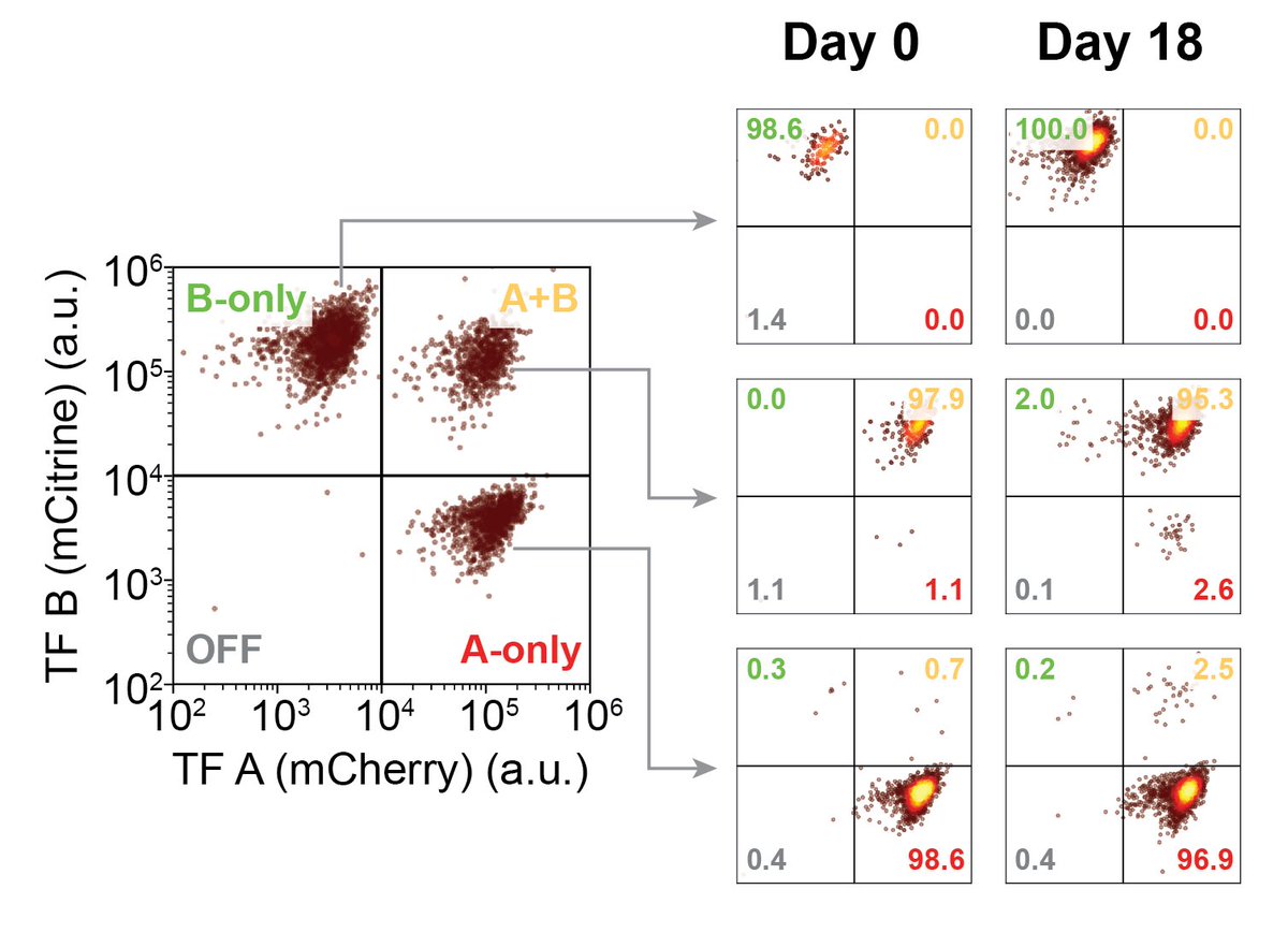 To make MultiFate, we engineered a set of dimer-dependent TFs. The minimal MultiFate system with two of these TFs successfully generates three states, each stable for >18 days, nicely matching model prediction.