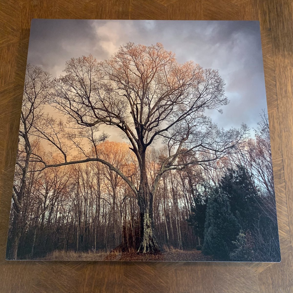 tracy_woods_'s tweet photo. Enjoying my new metal prints of two of my favorite tree photos subject is my neighbors southern red oak that I covet. #treeenvy #trees #oaks #bigtrees #treephotography #quercusfalcata https://t.co/WJDG2TL7iE