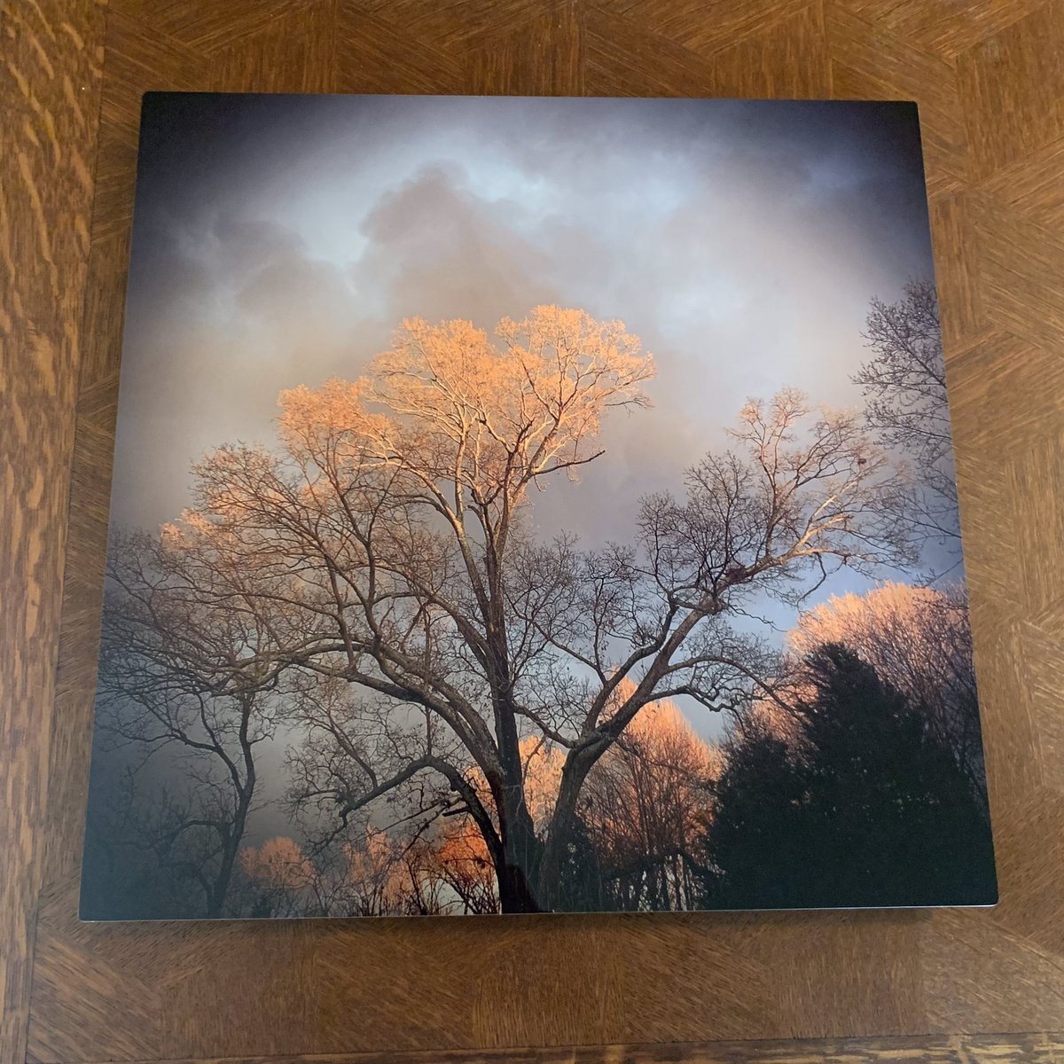 tracy_woods_'s tweet photo. Enjoying my new metal prints of two of my favorite tree photos subject is my neighbors southern red oak that I covet. #treeenvy #trees #oaks #bigtrees #treephotography #quercusfalcata https://t.co/WJDG2TL7iE