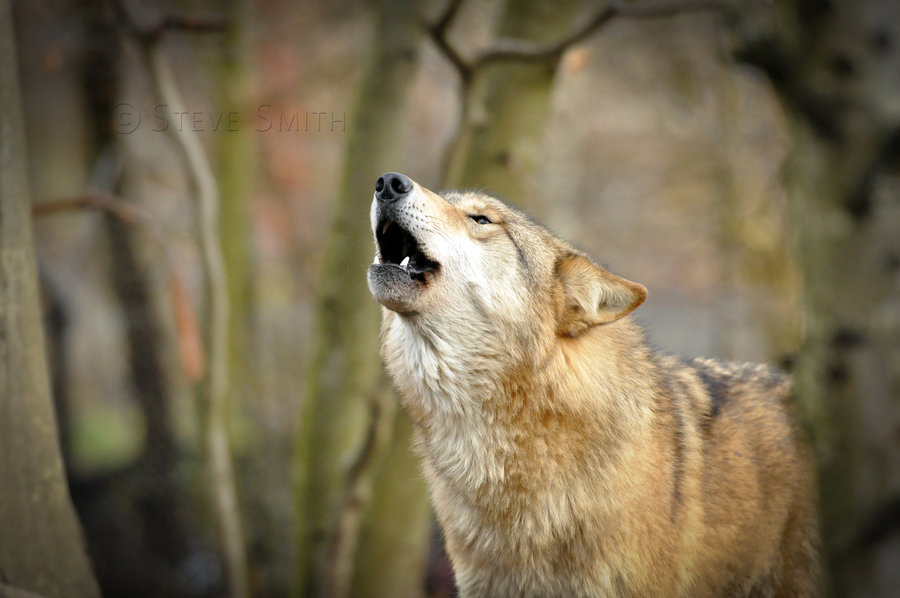 HourlyWolves presents:
