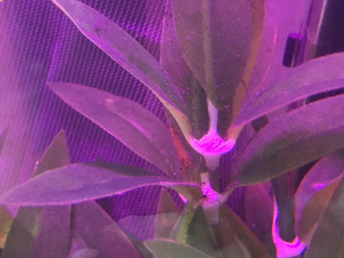 BackupLefey's tweet photo. saw one shrimp today! I can’t wait to someday have more so they’re not hiding all the time https://t.co/nIOjKVZKSR