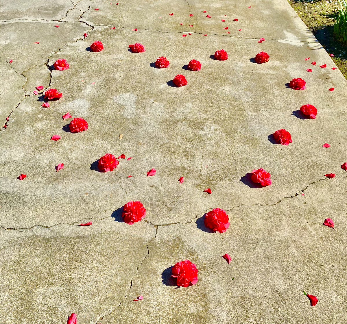 BOHampton's tweet photo. My driveway today was feeling the LOVE ❤️ https://t.co/eseCThXT6a