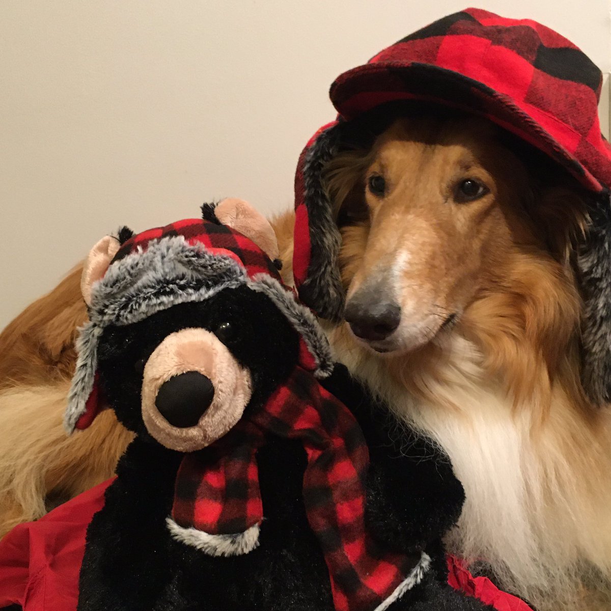 🥶 Brrr, trying to keep warm in my #flannel while celebrating #PaulBunyanDay 
My friend may not be Babe the Blue 🐂 Ox but he has a warm #BuffaloPlaid flannel🧣scarf. 

#PaulBunyan #roughcollie #collie