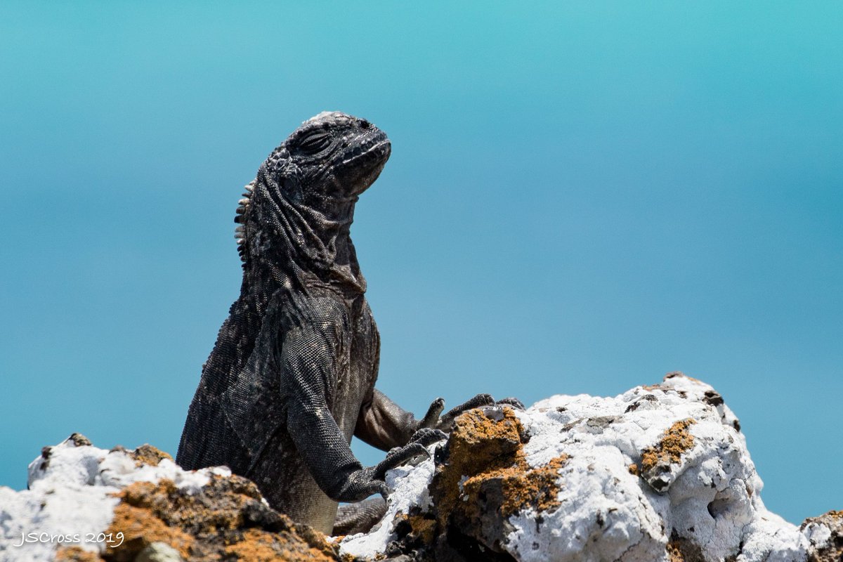 I don't know, I think marine iguanas are kind of cute. Especially when they're young.