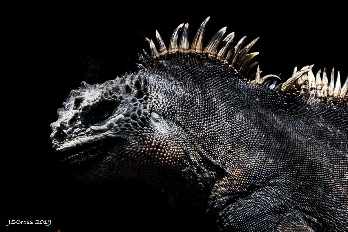 Charles Darwin on marine iguanas -"They are as black as the porous rocks over which they crawl & seek their prey from the Sea. Somebody calls them ‘imps of darkness’. They assuredly well become the land they inhabit.” #DarwinDay