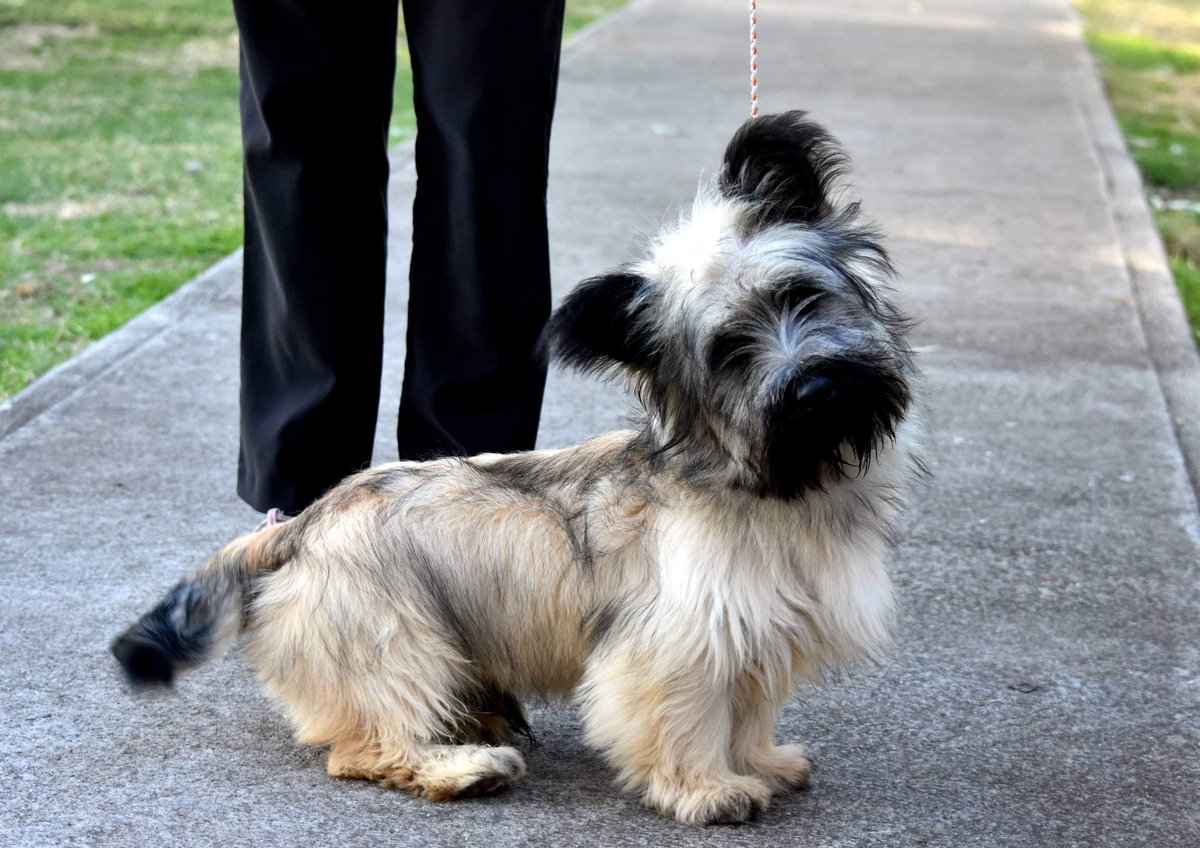 NSW Registered Purebred Dog Breeders. (dog_nsw) Twitter