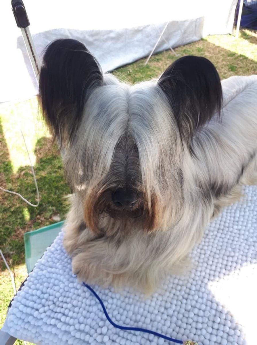 dog_nsw's tweet photo. This is a Skye Terrier - there are only about 300 breed each year. We need to protect rare and purebred dogs. We are not rogue backyard operators Minister Marshall - stop wasting government money and go get the Puppy Farmers!  #WeAreNotGrubsMinister @adammarshallmp
@johnbarilaro https://t.co/GHJt6SVeeT