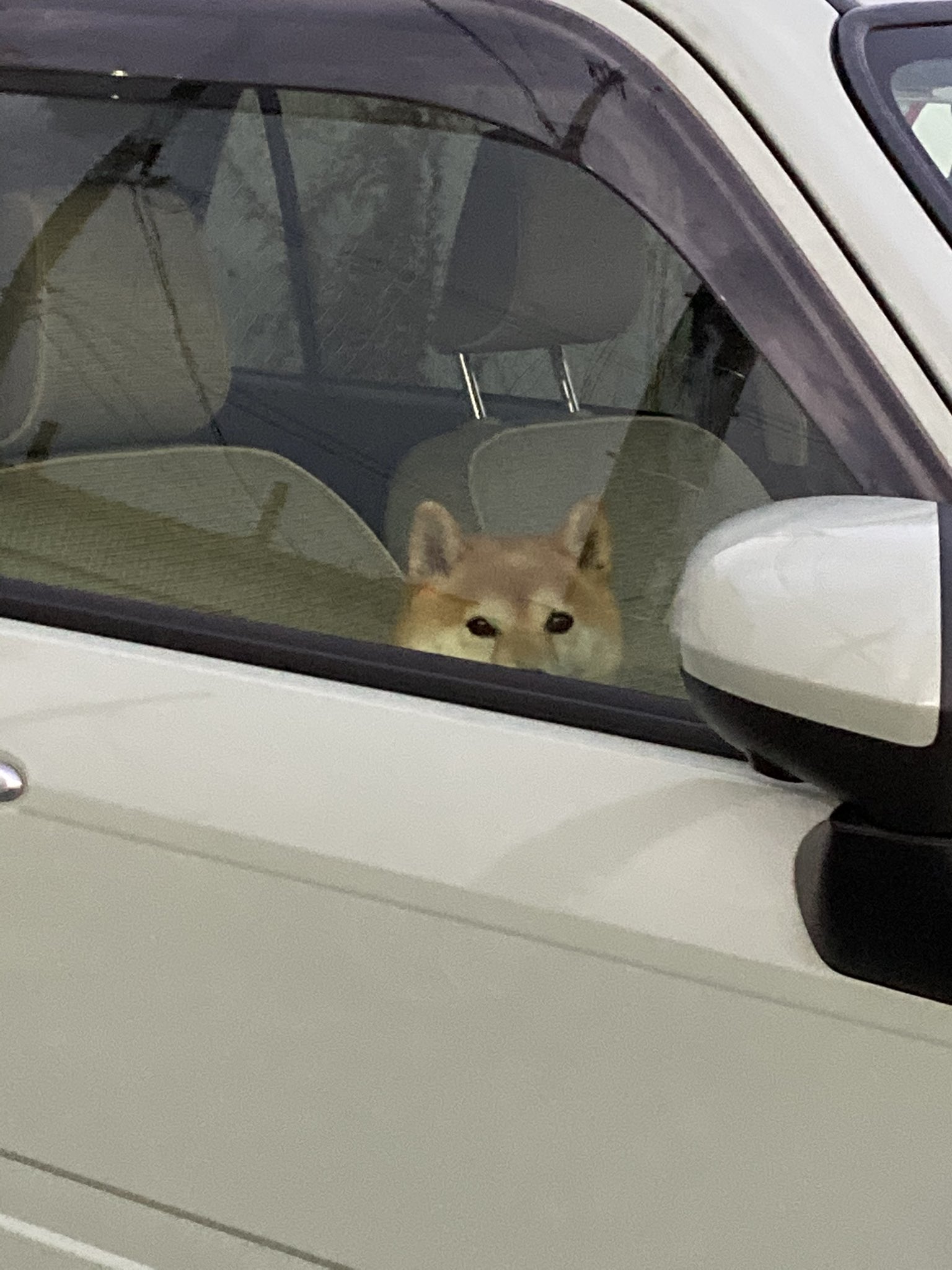 Inubot 犬に車で待っていてもらうとそれまで助手席に座っていたのに必ずと言っていいほど運転席に移動してる 戻ってきたら犬 のおしりで座席が温められています T Co 10kwqtdok0 Twitter