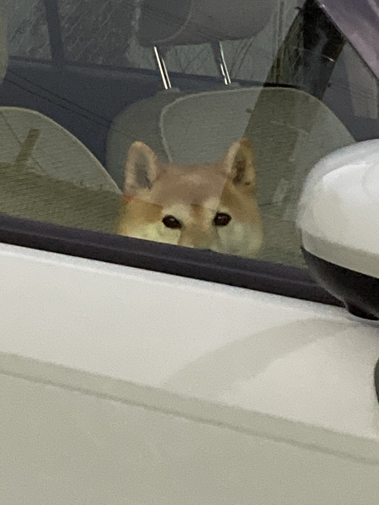 Inubot 犬に車で待っていてもらうとそれまで助手席に座っていたのに必ずと言っていいほど運転席に移動してる 戻ってきたら犬 のおしりで座席が温められています T Co 10kwqtdok0 Twitter