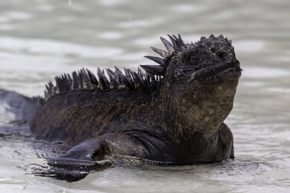 Here is a marine iguana coming back from foraging in the sea. These animals have teeth evolved for scraping algae from rocks.