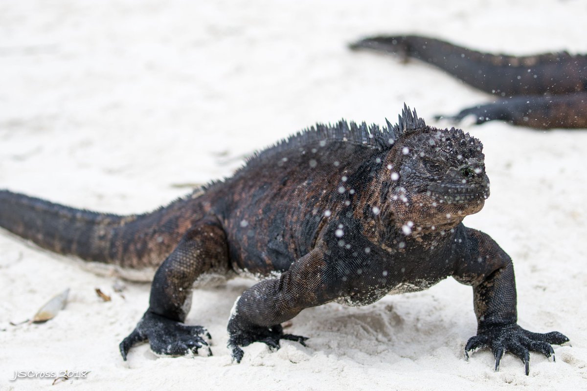If your diet is sea algae you get lots of salt in your diet. One way marine iguanas get rid of excess salt is by sneezing it out.