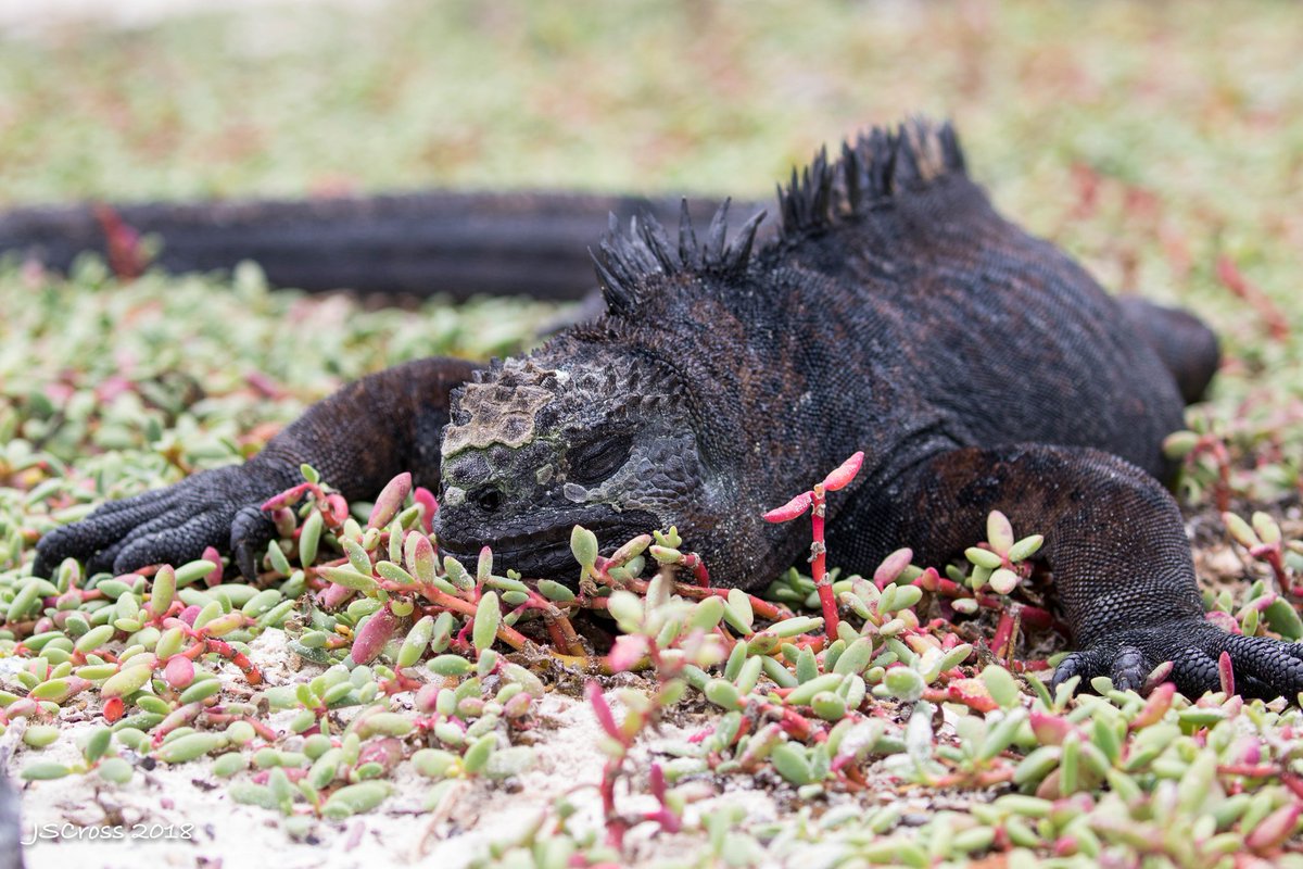 Swimming in the sea chills marine iguanas quite a bit. Once back on land they often collapse in the sun to warm back up again.