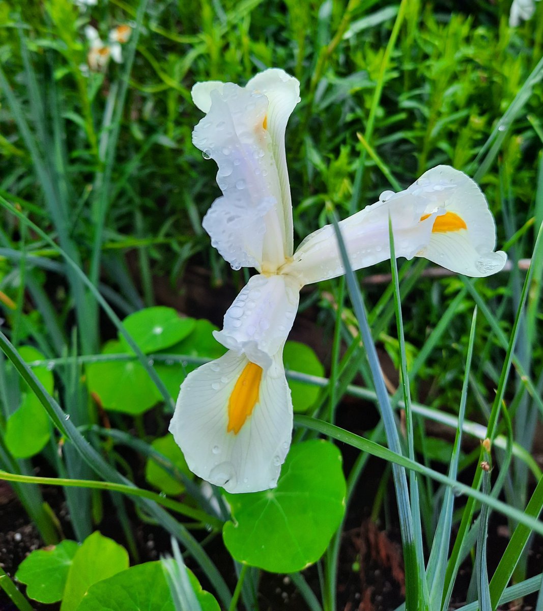 thegreen_room_'s tweet photo. Good morning all. Day 9 of #AlphabettyBlooms and the letter I. The only choice for me is Iris. They only visit for a little while, but totally worth the wait. Check out the # for all the great picts. Have a great weekend, stay safe  😊🌿🤩💚 https://t.co/gzAQt8pnd3