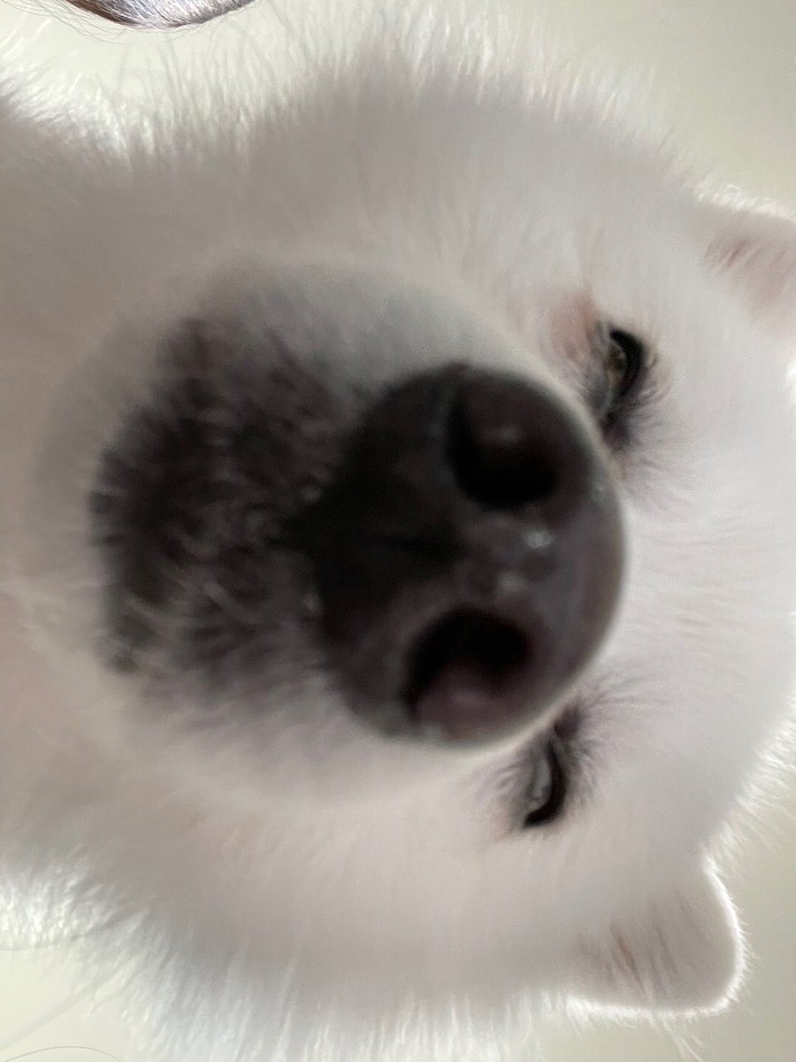 LATT3D0GGY's tweet photo. 동일견.. ㅋㅋㅋㅋㅋ
라떼 명예를 위해 첫 사진을 올릴까 말까 잠시 고민했지만 내가 보기엔 첫 번째 사진도 귀엽다 https://t.co/AmioAnVFCK
