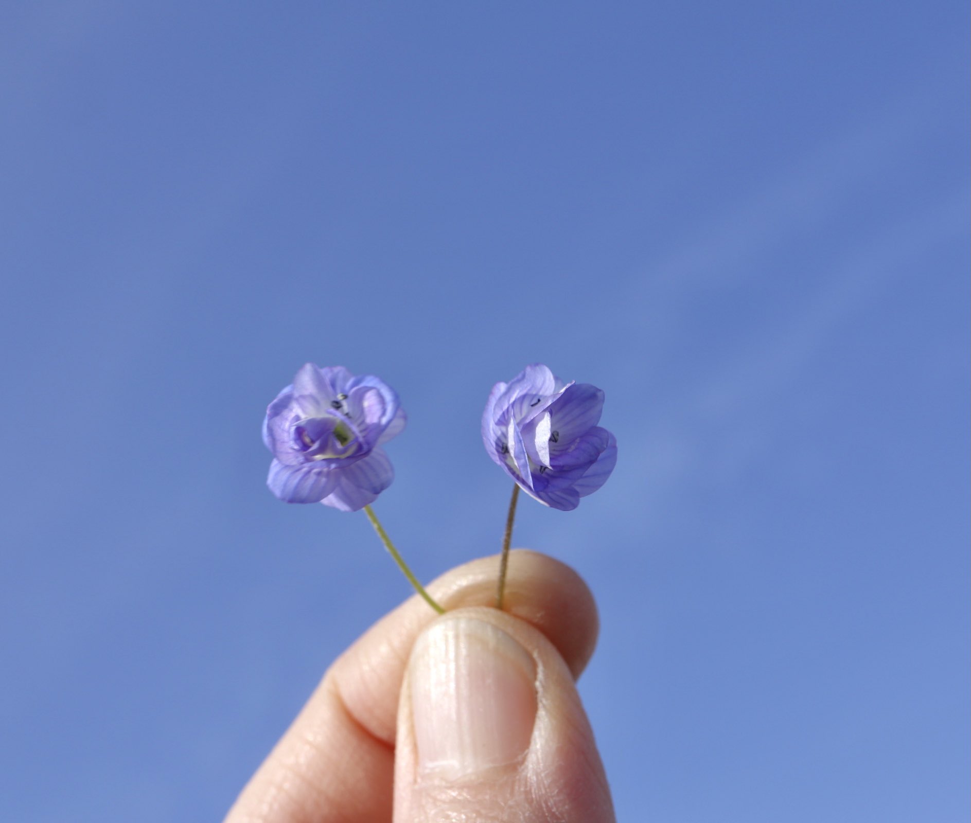 Inori オオイヌノフグリの青い薔薇です オオイヌノフグリの花は午後になるとポロッと落ちます 早くに落ちたか 昨日の花 かわかりませんが 閉じているものから順番に若い実の柄に通します 柄の毛のおかげで花びらが落ちません 青い薔薇の花言葉は 夢