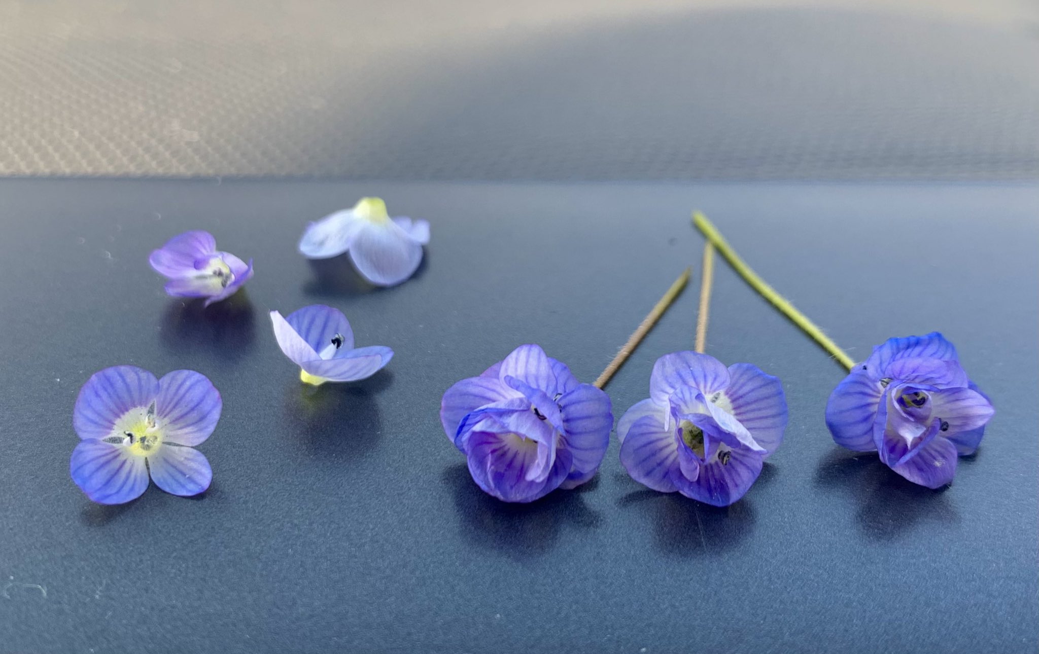 Inori オオイヌノフグリの青い薔薇です オオイヌノフグリの花は午後になるとポロッと落ちます 早くに落ちたか 昨日の花 かわかりませんが 閉じているものから順番に若い実の柄に通します 柄の毛のおかげで花びらが落ちません 青い薔薇の花言葉は 夢