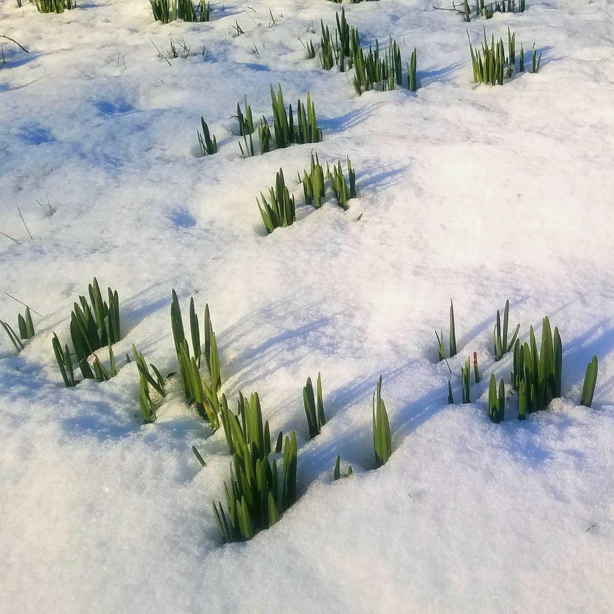 A gentle reminder that even though there is still snow on the ground here in Glasgow, if you look closely you can see there is also a hint of Spring in the air.

#glasgow #snow #greenshoots #daffodils #spring #winter #springshoot #springshoots