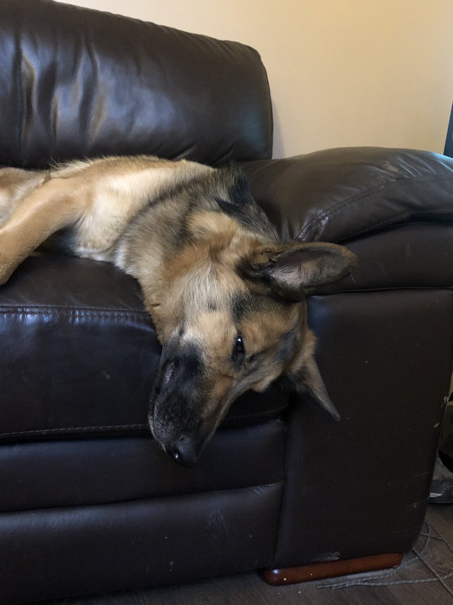 khgalea's tweet photo. @ejcurthoys #snoot #ellbo righ now. Pooped!! https://t.co/5x9NvMT3bs