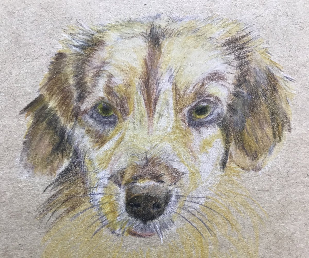 Tsugu 固定ツイネップリ 顔が少しずつ 犬 動物 色鉛筆 イラスト イラスト好きな人とつながりたい 絵描きさんと繋がりたい