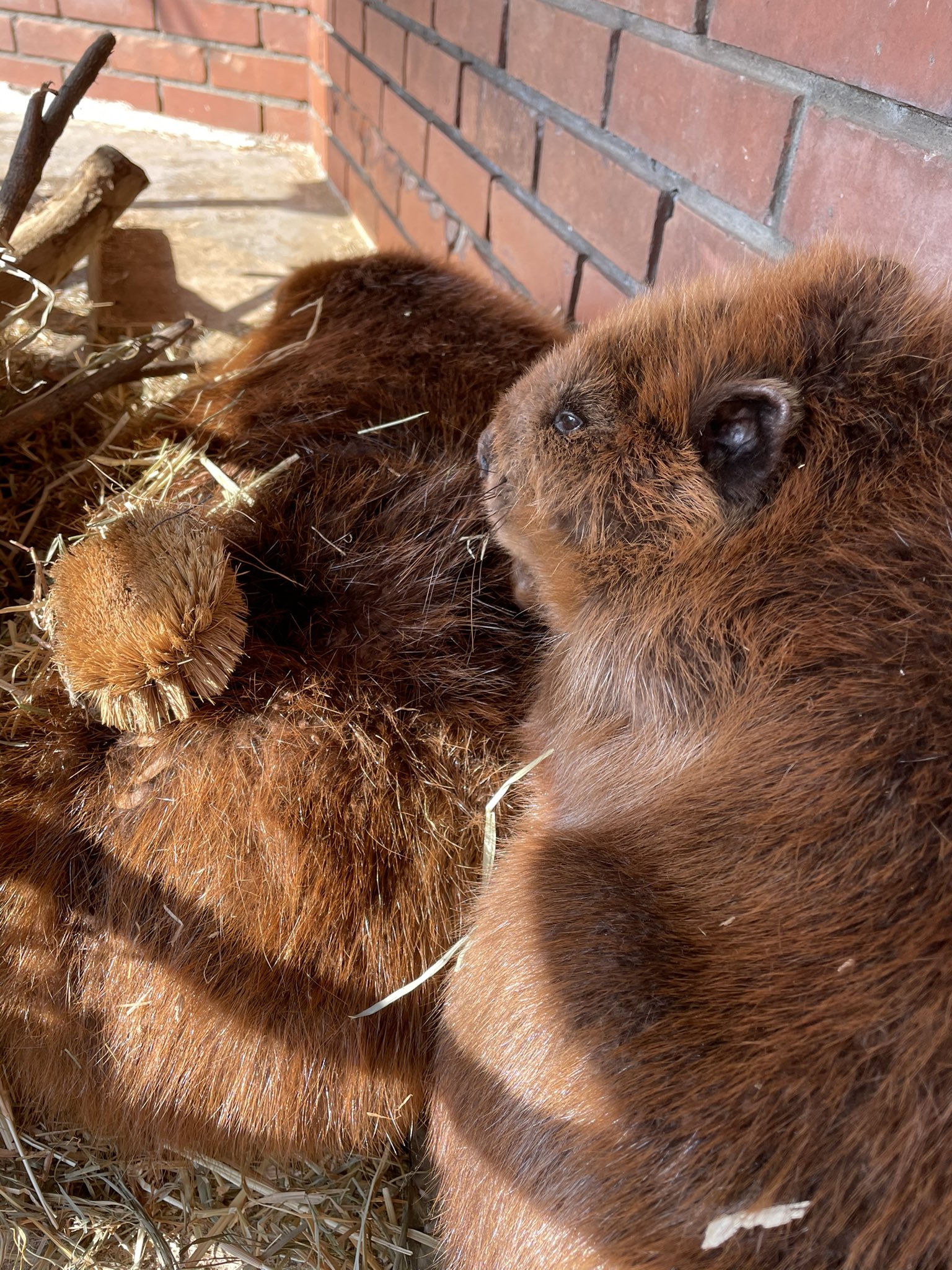 Twitter 上的 ヒノトントンzoo 羽村市動物公園 たわし と ビーバー ほぼ一致説 実際に赤ちゃんのときは たわしと同じ位の大きさです たわしが乗っているのは 当園生まれの むぎ 隣が母親の ゆず 大きくなったね むぎ アメリカビーバー T Co