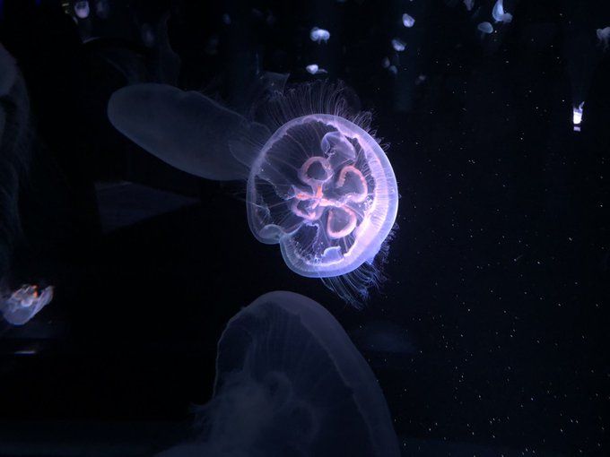 クラゲ 高画質 のtwitterイラスト検索結果 古い順