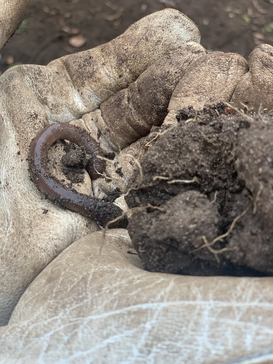 OkayeServices's tweet photo. Behold the humble worm, and the way it aerates your soil.  Welcome and nurture the worm. https://t.co/zzHgaEXHrR