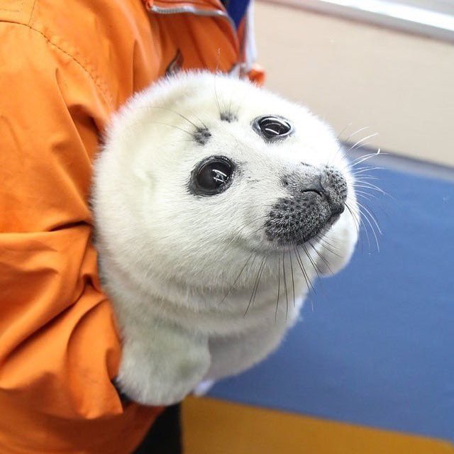  happy birthday!
heres a seal for you 