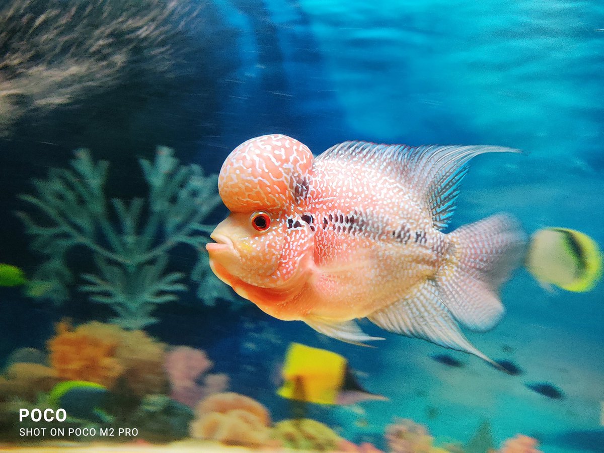 kunku90's tweet photo. Angry Hammerhead  🐟
#flowerhorn https://t.co/bIkfVAb2cM