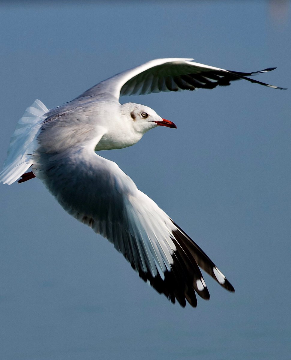 The Brown Headed Gull 
#BBCWildlifePOTD #nikon #nikond500 #photography @myth_mythily @thousandmilest1 @rocknroamgirl