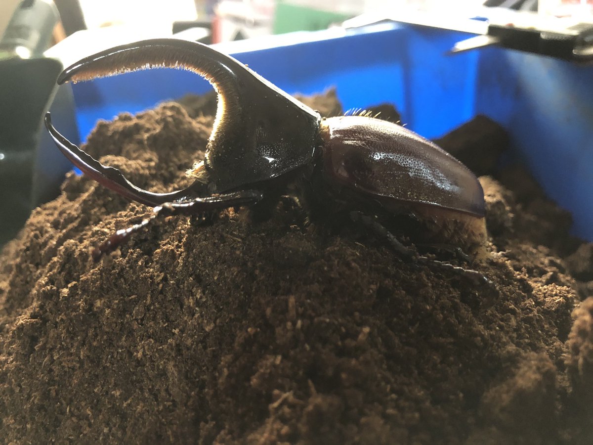 カケル 今日も今日とて サタンオオカブト の掘り出し 1枚目105ミリ前後 2枚目98ミリ前後 うーん 小さい ボディにサイズが持ってかれてる この2頭も後日販売予定です 5000 9000辺りを予定 希望者が多い場合は 言い値の高い方へ販売します