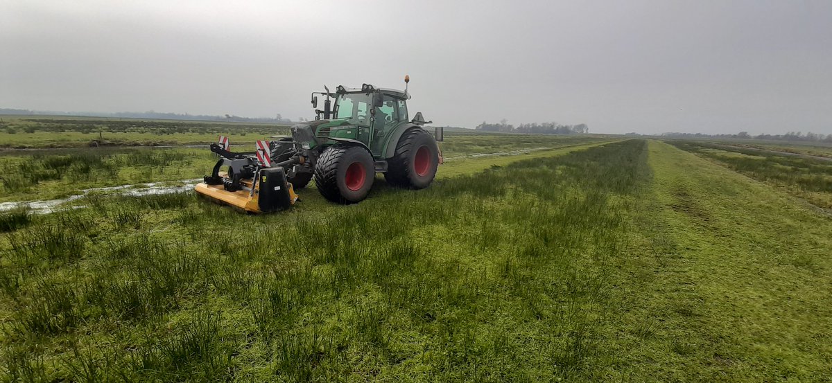 Pitrus groeit makkelijk door in natte en zuurstofloze omstandigheden en het grootste deel van de biomassa wordt in het najaar geproduceerd. Deze periode is geschikt om deze dominante soort aan te pakken in onze weidevogelterreinen met de klepelmaaier. Welkom #weidevogels