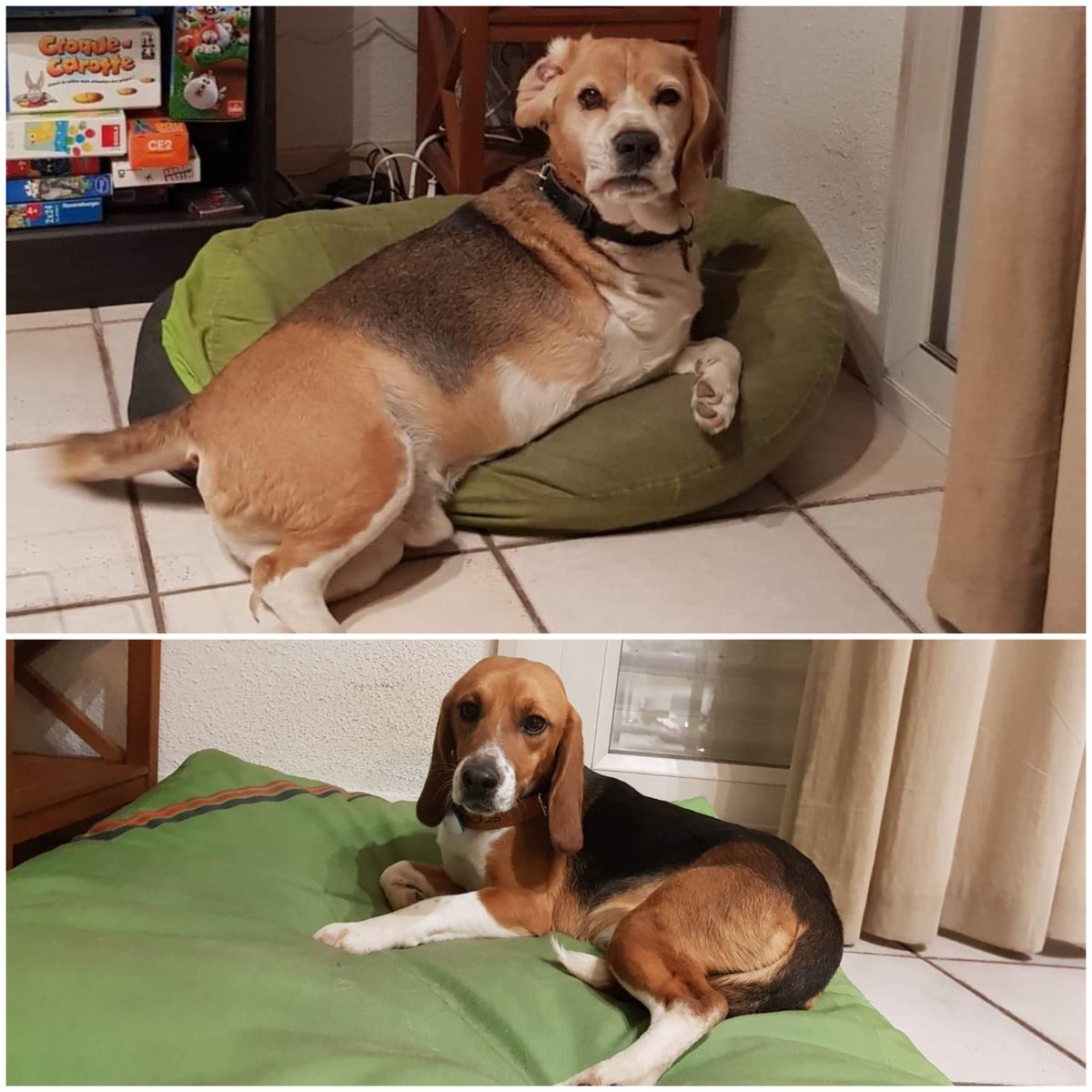 LesMMs1's tweet photo. Tite présentation 
Mezzo 13 ans, vieux beagle sage à 3 pattes et Murphy 15 mois, rescapé d'un élevage de labo, dans sa nouvelle maison depuis 1 semaine. Nous formons les M&amp;Ms
#beagle #metms #loidemurphy https://t.co/HjveA1gozM