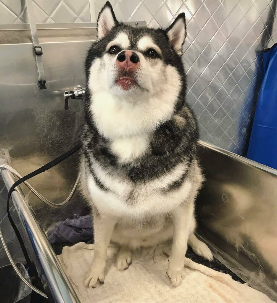 topdogwash_SD's tweet photo. This is Onyx. We like to discuss the finer things in life. #snax #willborkforfood #husky #puppiesinthetub #dirtymuttsdrivemenuts #dogsofadamsave #topdogwashandgroom https://t.co/WrPQmzfsci