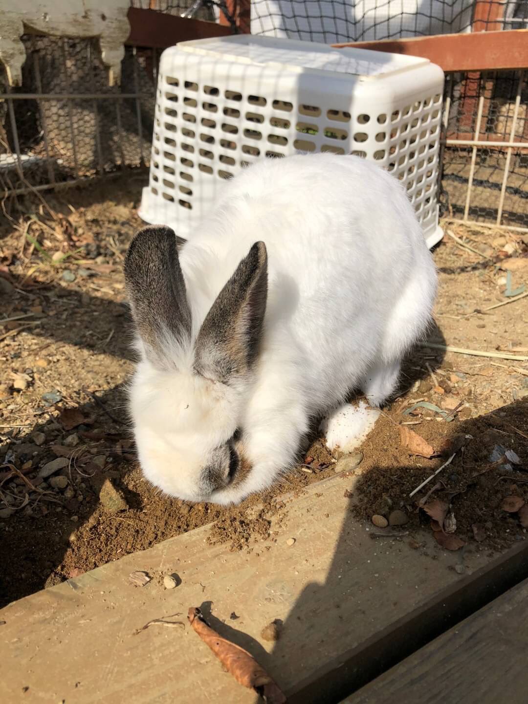 豊橋総合動植物公園 のんほいパーク 穴掘り中の写真を撮っていたら まるで土の中に顔を埋めているような写真が撮れました ﾟdﾟ のんほいパーク 豊橋 動物園 ウサギ 穴掘り T Co Ip7lobccee Twitter