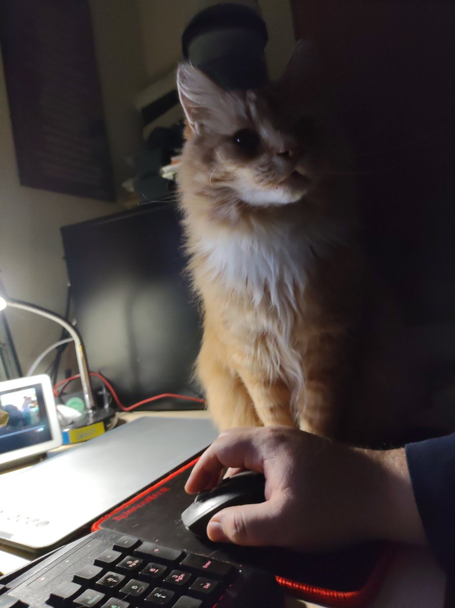 AstroDocCarl's tweet photo. The #CatsOfTriviaWeekend says I am spending too much time on #TriviaWeekend and not giving him enough attention. https://t.co/qQzJiDUva4