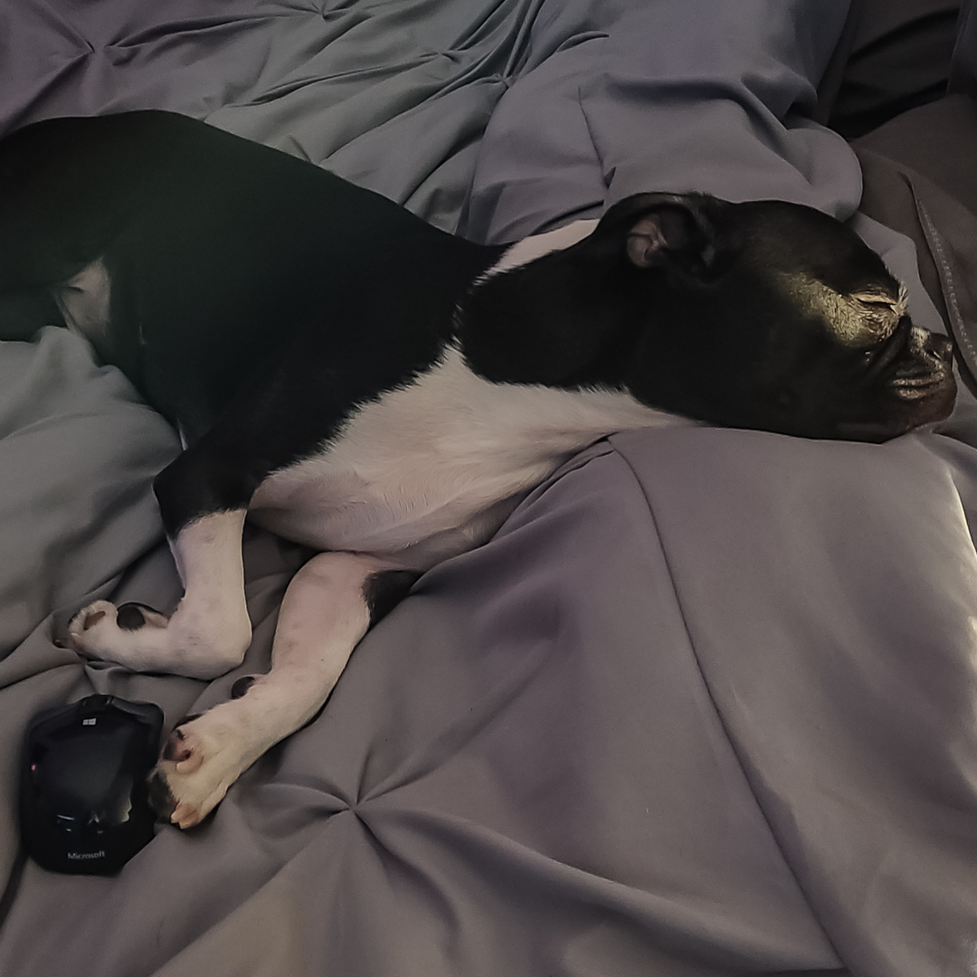 GarytheGremlin's tweet photo. "Fell azleep waching Netflix agen." - Gary the ๐ด Gremlin
#Netflix #lockdownFriday
#garythegremlin #gremlindog #gremlinface #bostonterrier #bostonterrierlife #lifeisbetterwithadog #bostonsterriersofinstagram #dogsofinstagram #dogsoftoronto #bostonterrierlove #BostonTer https://t.co/gFuJlGJ3k6