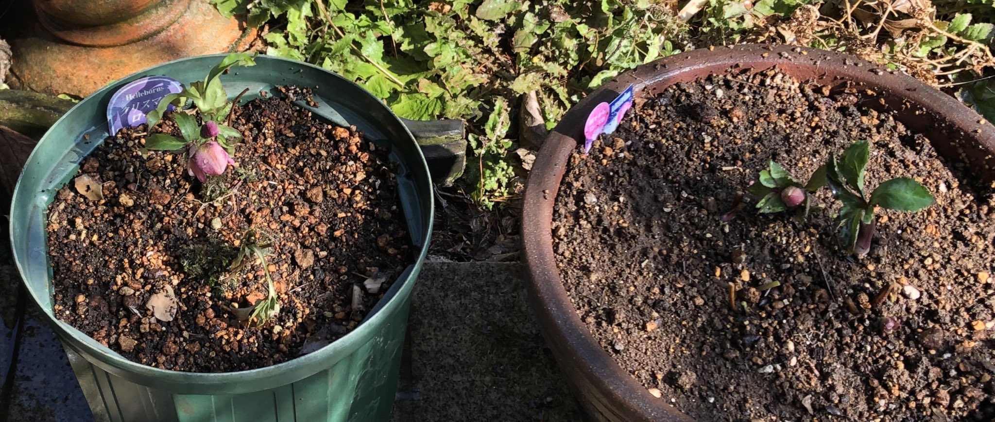 ぐれいす やっぱりシーがすき 一部葉が枯れてるけど新芽がみえたクリスマスローズの鉢替えした 復活頼む ちなみに ディズニーシーのソアリン前のクリスマスローズは定番の白だと思います T Co Ukevapvgus Twitter