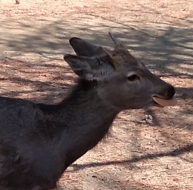 奈良公園のtwitterイラスト検索結果 奈良公園のtwitterイラスト検索結果