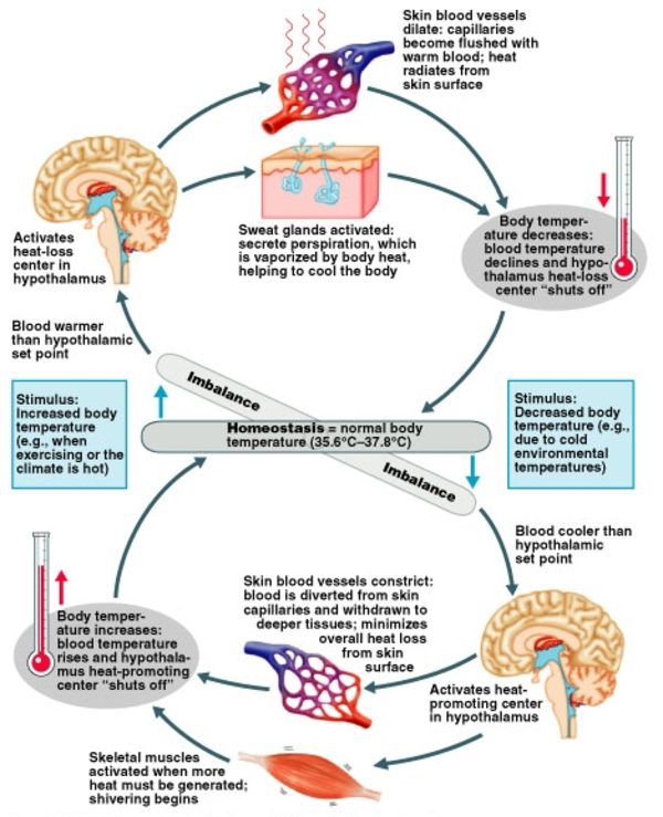Ketika, keseimbangan ini terganggu, mis kemampuan kendali gula darah atau suhu tubuh, maka tubuh ini pun sakit, mis. diabetes atau heat stroke.Ya sebenarnya prinsipnya, tidak organ dan sistem organ saling "ngobrol", saling mempengaruhi, saling menjaga keseimbangan.