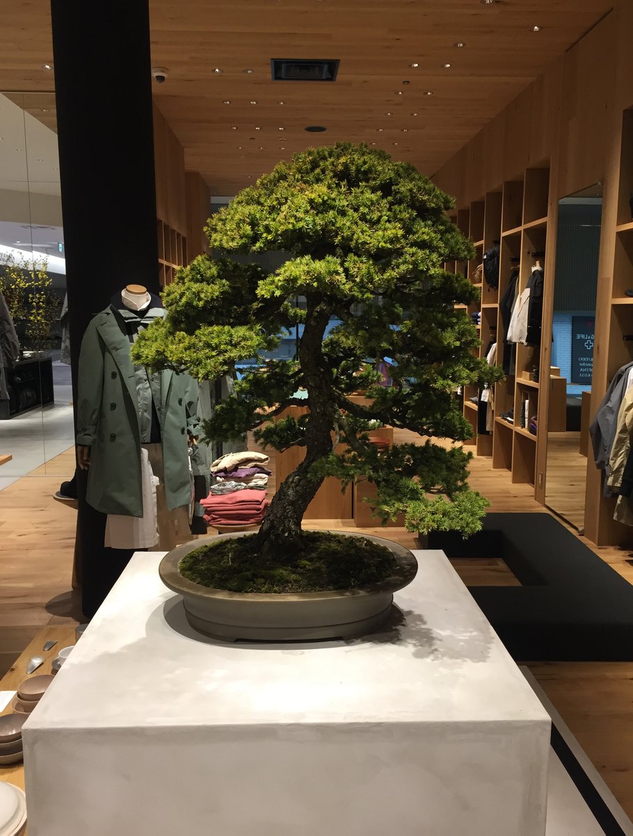 Hashtag レンタル盆栽 Na Twitteru