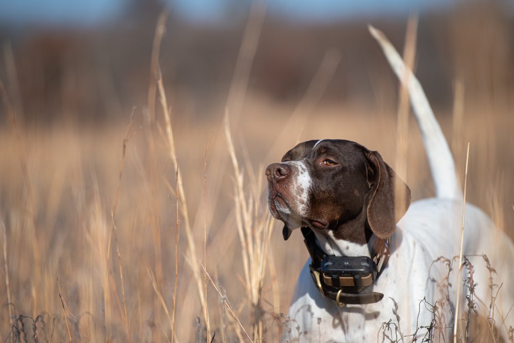 ParkCitiesQC's tweet photo. Park Cities Quail Coalition is proud to partner with Ronnie Smith Kennels for this unique Presentation Seminar on March 20 in McKinney! https://t.co/wfGoCG9LlN https://t.co/Foxf5q8WEf