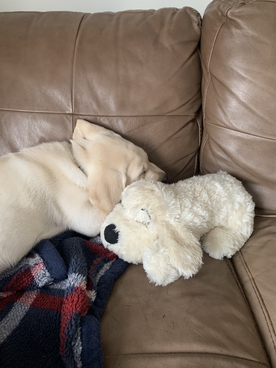 TheBri33's tweet photo. @smartpetlove this is our new boy Clark. He’s 10 weeks old and sleeps with his baby every night. The beating heart puts him right out. https://t.co/hJyzMjteqb