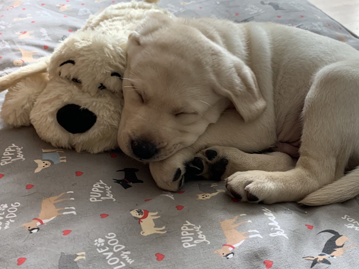 TheBri33's tweet photo. @smartpetlove this is our new boy Clark. He’s 10 weeks old and sleeps with his baby every night. The beating heart puts him right out. https://t.co/hJyzMjteqb