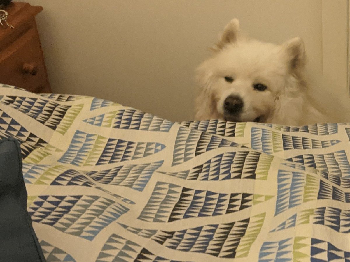 Don't underestimate the dogs when they come to wake you.. 3mx3mx3m room. 4/