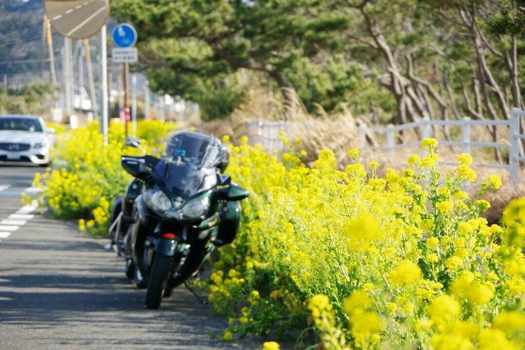 joe_1400GTR's tweet photo. I'm at たてやま温泉 千里の風! #菜の花 #PENTAX #PENTAX_K70 #PENTAX_Q #PENTAX_QS1 #Q_mount #Qマウント https://t.co/EWSwZtYGCZ https://t.co/tF0gGMisO9