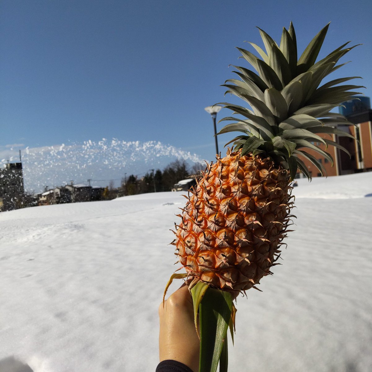 ট ইট র 長岡市緑花センター 花テラス パイナップルスプラッシュ 緑花センター育ちです 長岡 緑花センター 花テラス パイナップル 市民防災公園 Pineapple