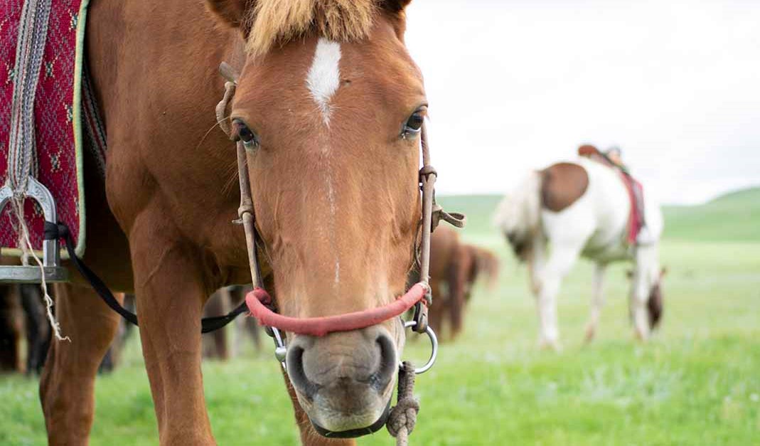 たびびとのたまご Tabitamago Twitter