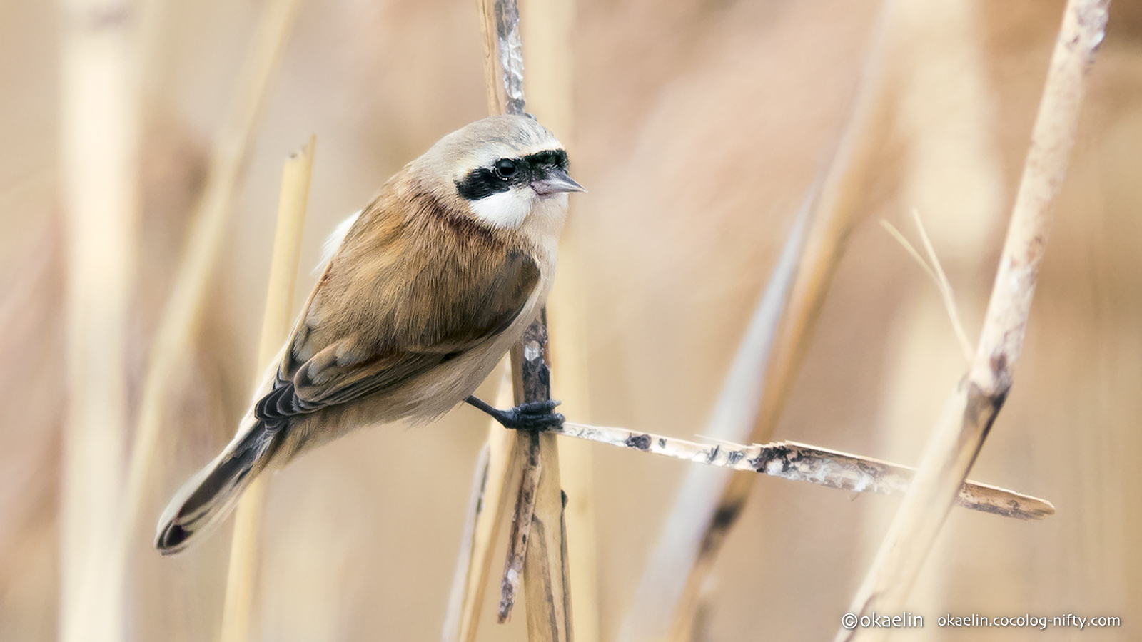 Okaelin ツリスガラ Remiz Pendulinus Consobrinus Chinese Penduline Tit Male ツリスガラ 野鳥 Birdsphotography T Co Lytfx2k5eu Twitter