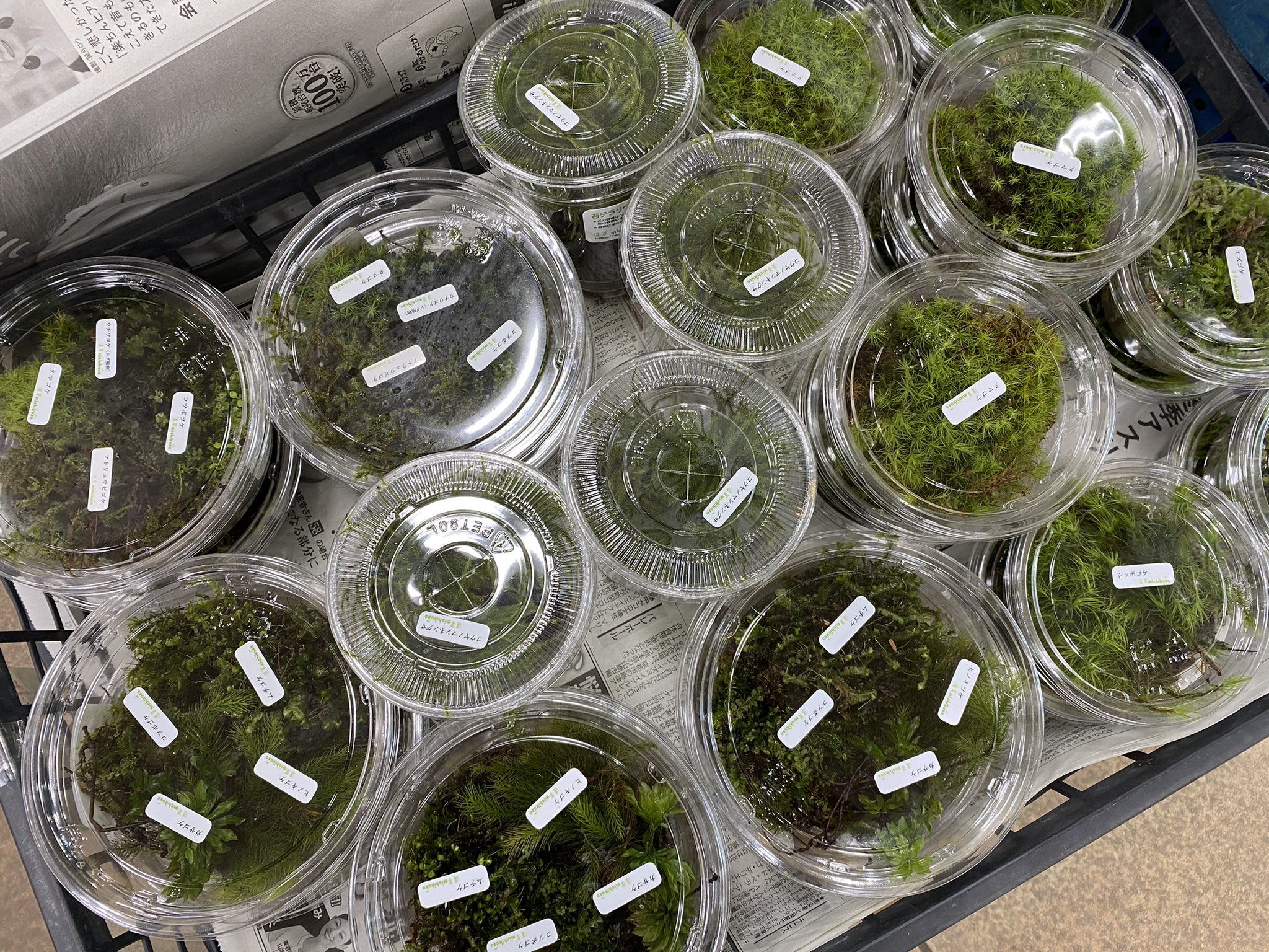 道草 Michikusa Auf Twitter サカタのタネガーデンセンター横浜店さんに材料のコケをもりもりっと納品しました 店頭の石段テラリウムが成長しすぎて 石段じゃなくなってきた T Co Pg0tfkjghh Twitter